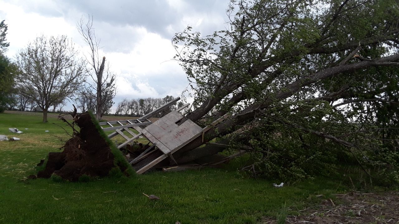 Tree uprooted